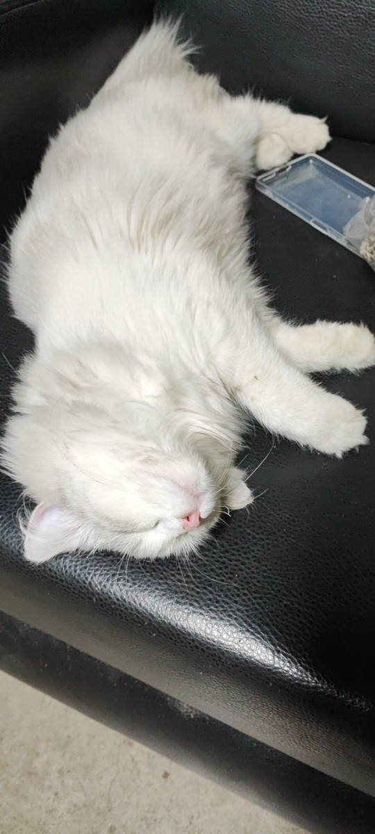 Kayıp kedi için nerelere başvurabilirim?