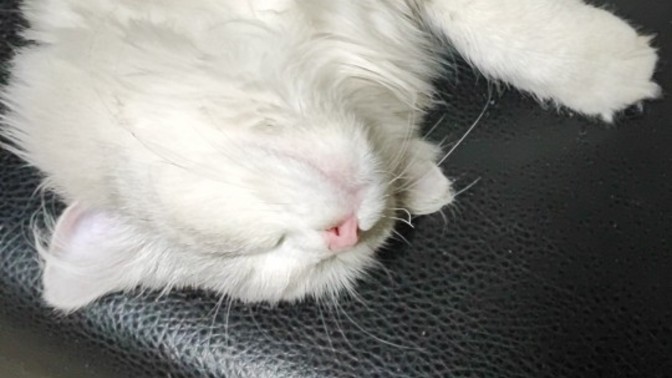 Kayıp kedi için nerelere başvurabilirim?