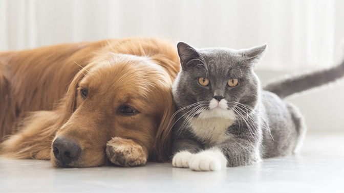 Sizce evde kediye bakmak mı daha zor yoksa köpeğe mi?