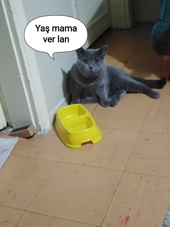 Kedileri sever misiniz?