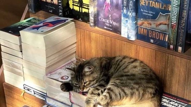Kitaplar ücretsiz olsa okuyan sayısı artar mıydı?
