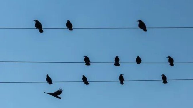 Elektrik tellerindeki kuşları çubukla uzaklaştırmak isterken çarpıldılar? Sizce nerede hata yaptılar?