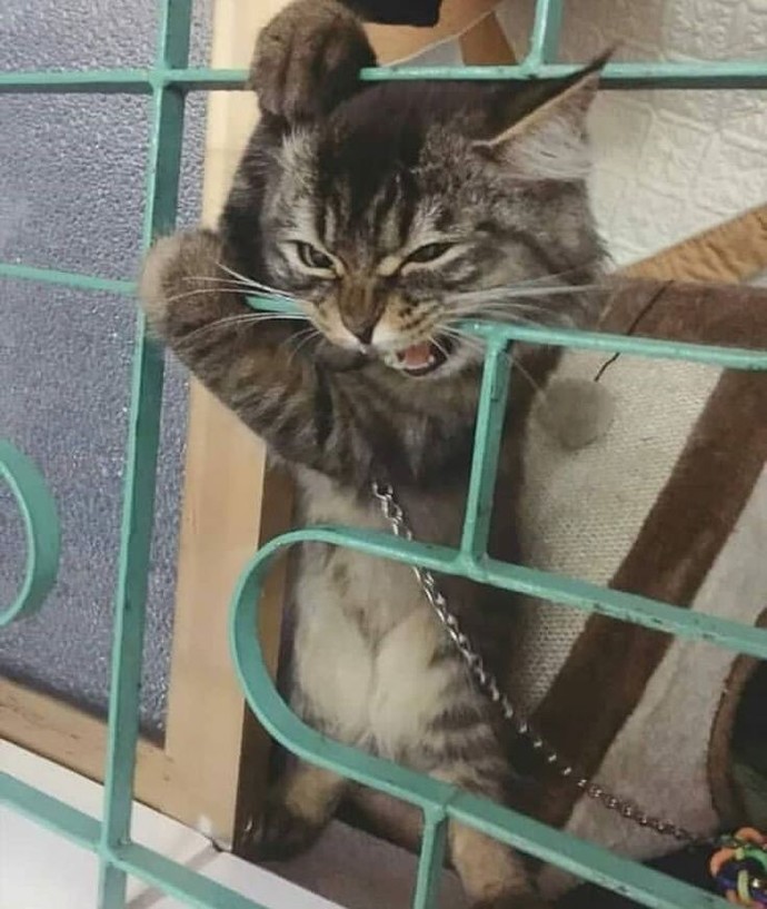 Bir mahkum olsan, hapisten nasıl kaçardın?