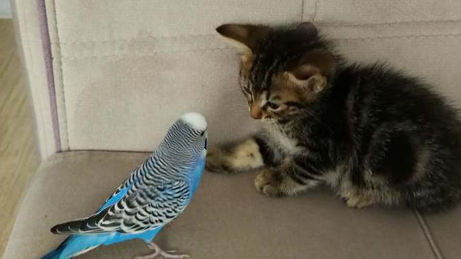 Muhabbet kuşu olan evde kedi bakılır mı?