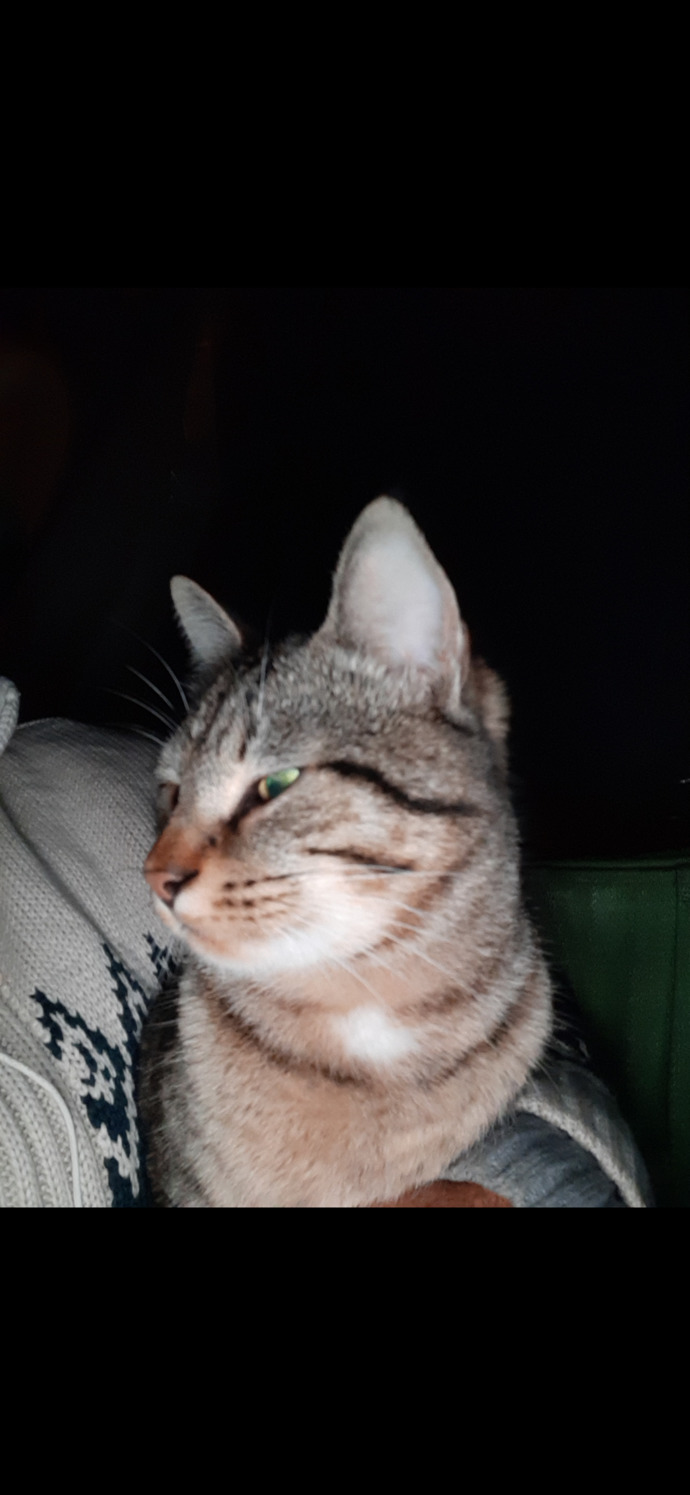 Eşim evde kedi istemiyor, nasıl kabul ettiririm?