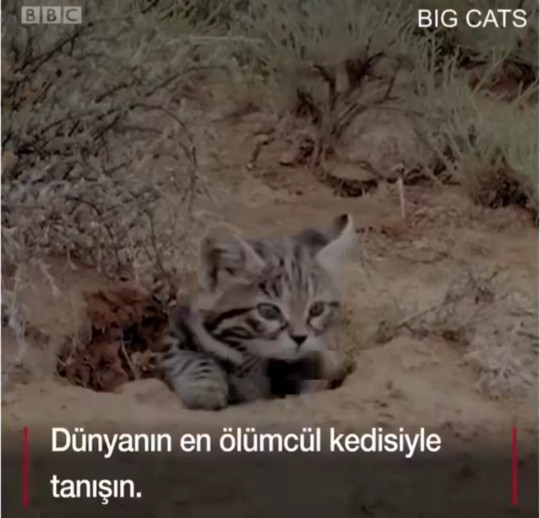 Ölümcül kediyi gördünüz mü 😳?