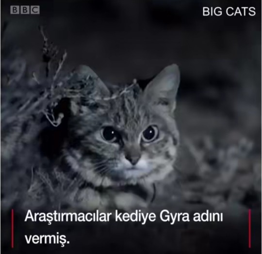 Ölümcül kediyi gördünüz mü 😳?