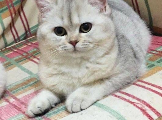1 yaşında Yeni sahiplendiğim kedim tıslıyor korkuyor ne yapabilirim?