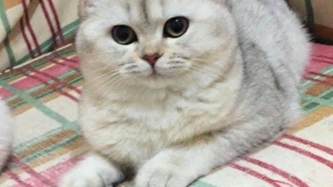 1 yaşında Yeni sahiplendiğim kedim tıslıyor korkuyor ne yapabilirim?