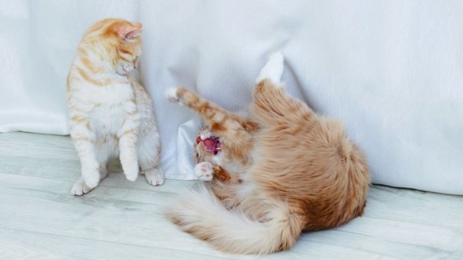 Annem evde kedi̇ i̇stemi̇yor, ne yapmalıyım?
