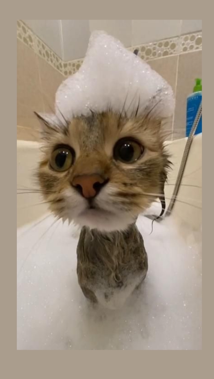 Kedi sahiplendim, ismi ne olsun?