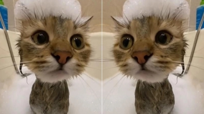 Kedi sahiplendim, ismi ne olsun?