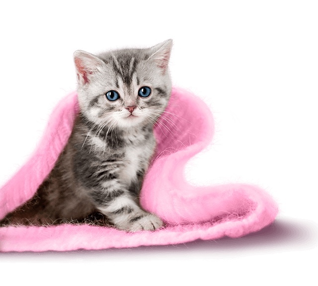 Merhaba evde kedi besleme konusundan ne düşünüyorsunuz?