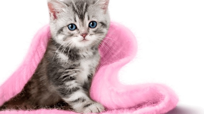 Merhaba evde kedi besleme konusundan ne düşünüyorsunuz?