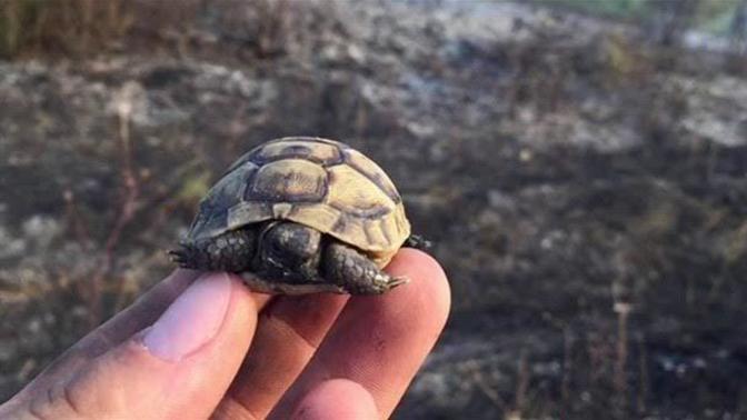 Yavru kaplumbağaya nasıl bakılır?