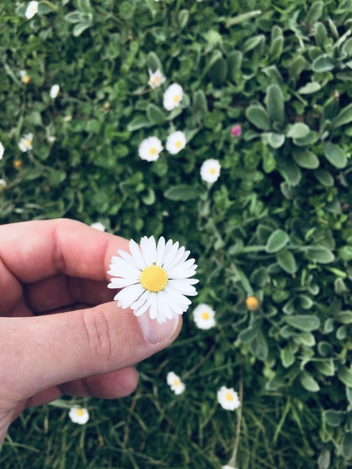 Papatya çiçeği sever misin? Hiç daha önce seviyor/sevmiyor yaptın mı?