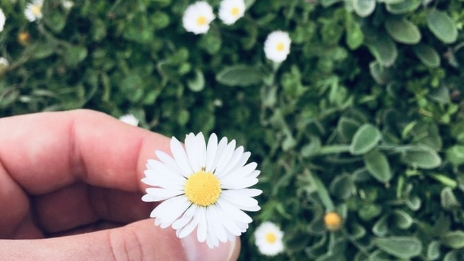 Papatya çiçeği sever misin? Hiç daha önce seviyor/sevmiyor yaptın mı?