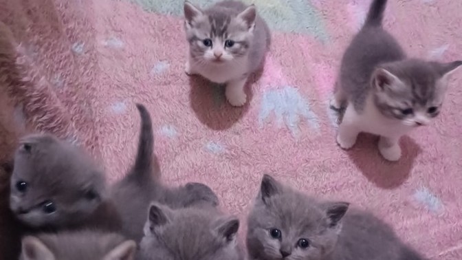 Ben bu zibidilerle ne yapıcam 🙄😂?