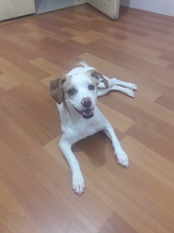 Dinimizde köpekler lanetli hayvanlar oldukları için beslenmeleri harammış biliyor muydunuz?