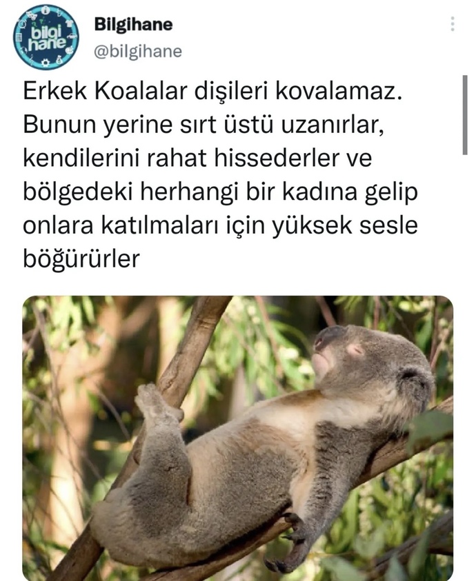 Bir hayvan olacak olsaydınız ne olurdunuz?