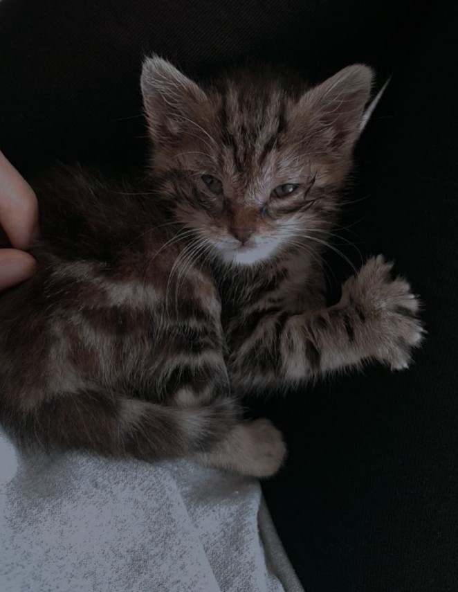 Bebek kedimiz için tavsiyeleriniz var mı?