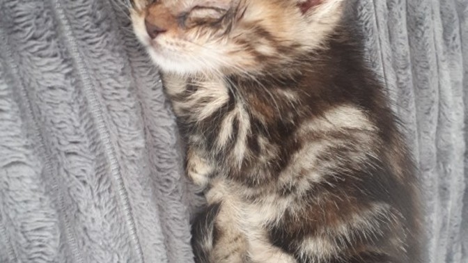 Bebek kedimiz için tavsiyeleriniz var mı?