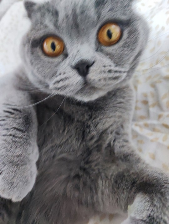 Bir kedi sahiplenmene engel olan şey ne?