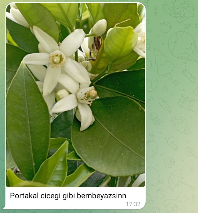 Bir arkadaşım köyüne gidince boyle mesaj atmis ay bana mı yürüyor acaba😱?