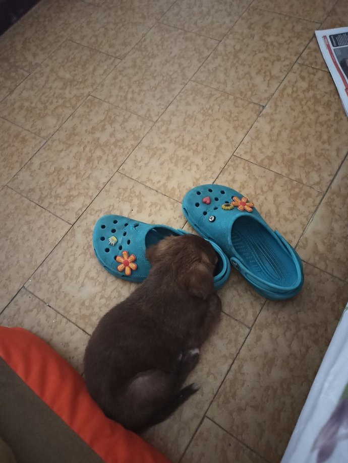 Terliklerimin başından ayrılmıyor fındık kurdu sizin de hayvanınız var mı?