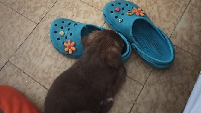 Terliklerimin başından ayrılmıyor fındık kurdu sizin de hayvanınız var mı?