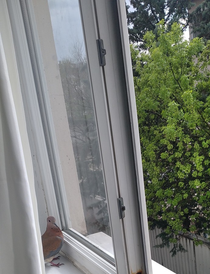 Davetsiz misafirleri sever misiniz?