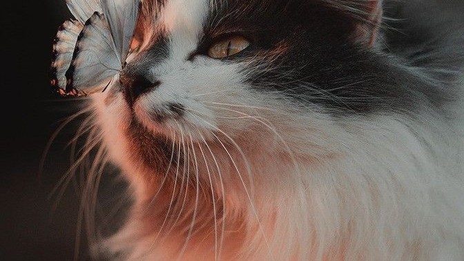 Kelebek etkisine inanır mısın?