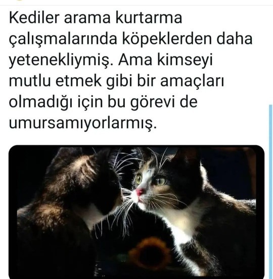 Kediler, bazı insanlardan daha vizyon sahibi değil mi?