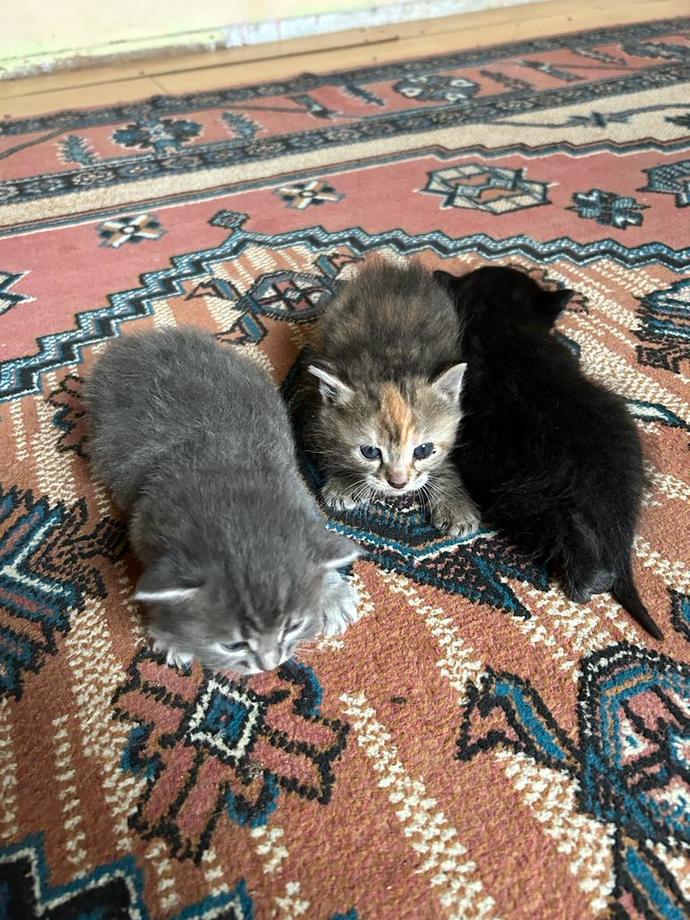 😻