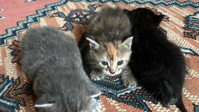 Bu kedilerin isimlerini sen koyacak olsaydın, neler koyardın?