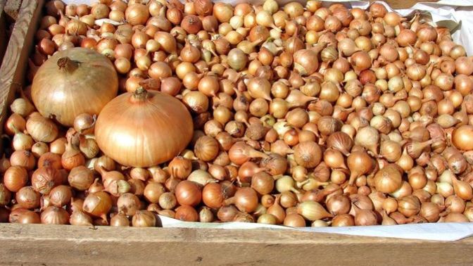 Haymana'da kuru soğan 5 lira oldu, vatandaş bir gün önce bayram etti! Sizin orada soğan kaç lira?