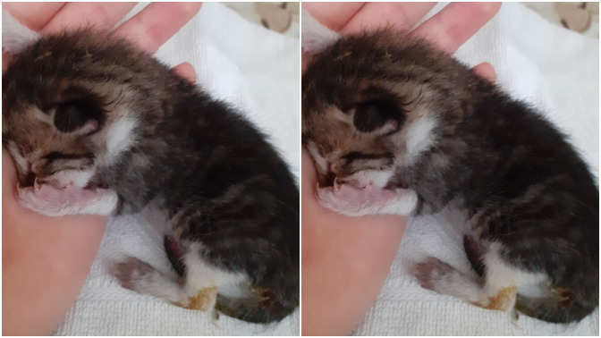 Yeni doğmuş yavru kedi buldum, ne yapmalıyım?