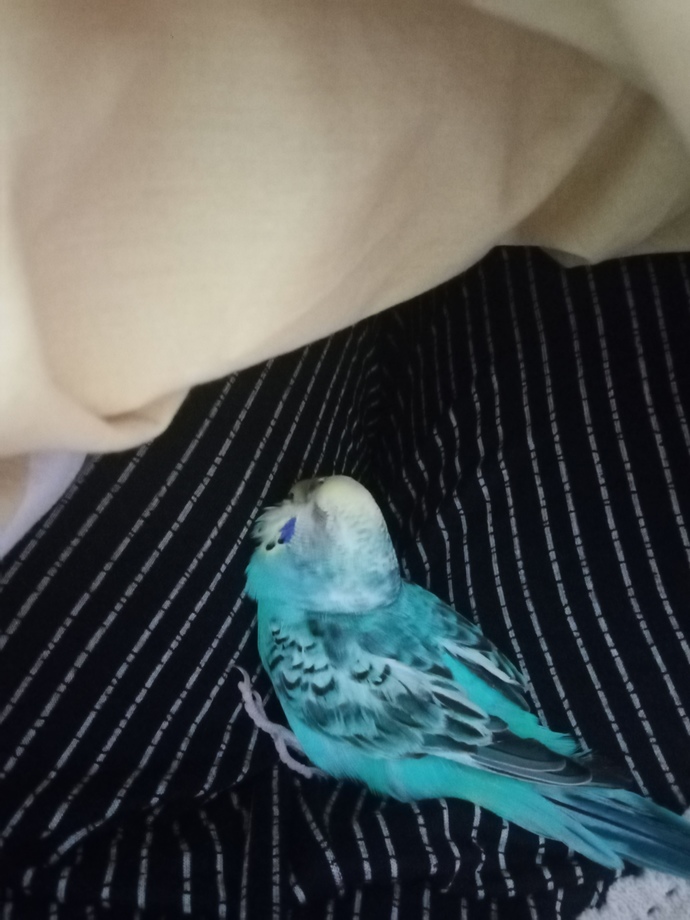 Muhabbet kuşum bugün bir şey oldu ne yapmalıyım?