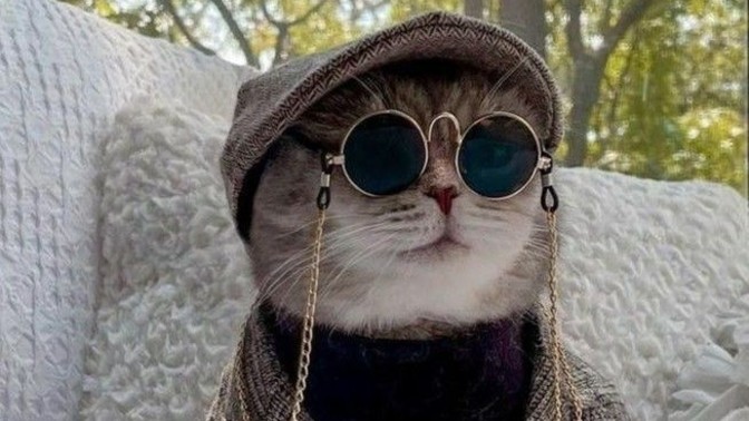 Kedi sahiplenmek istiyorum ailemi nasıl ikna edebilirim 🥺🤔?