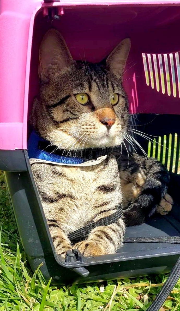 🐾Patili dostunun fotoğrafını paylaşır mısın?