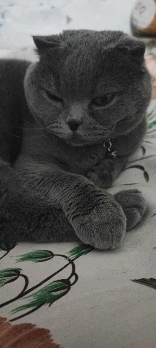 🐾Patili dostunun fotoğrafını paylaşır mısın?