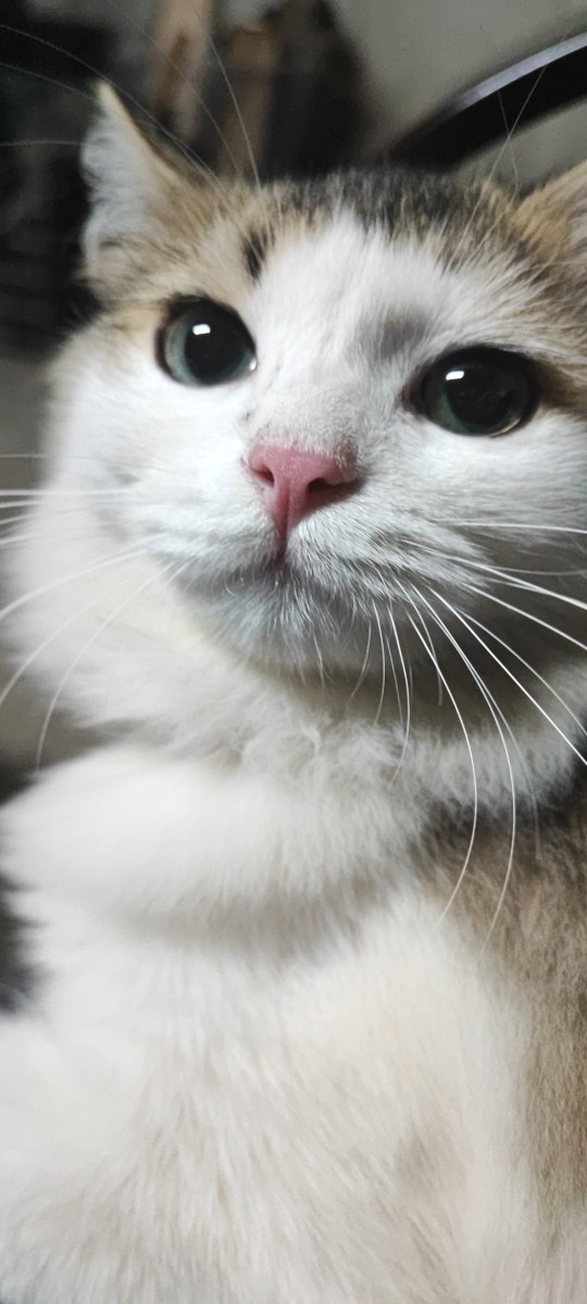 🐾Patili dostunun fotoğrafını paylaşır mısın?