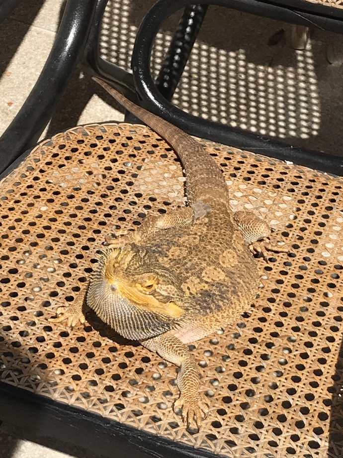 🐾Patili dostunun fotoğrafını paylaşır mısın?