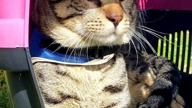 🐾Patili dostunun fotoğrafını paylaşır mısın?