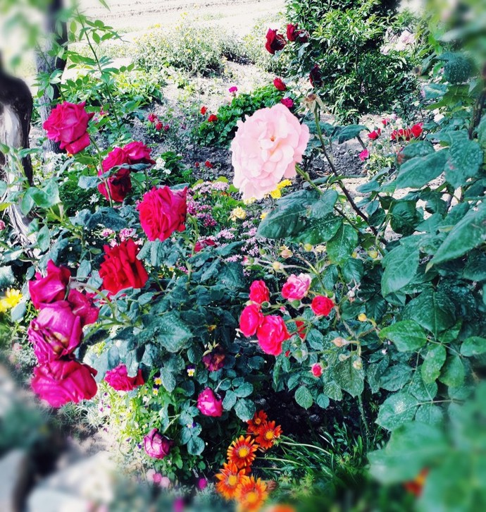 Manzaranda neler var🌺?