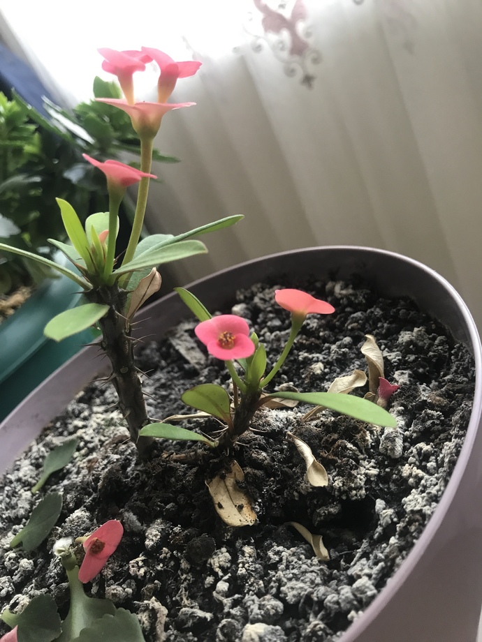 Manzaranda neler var🌺?