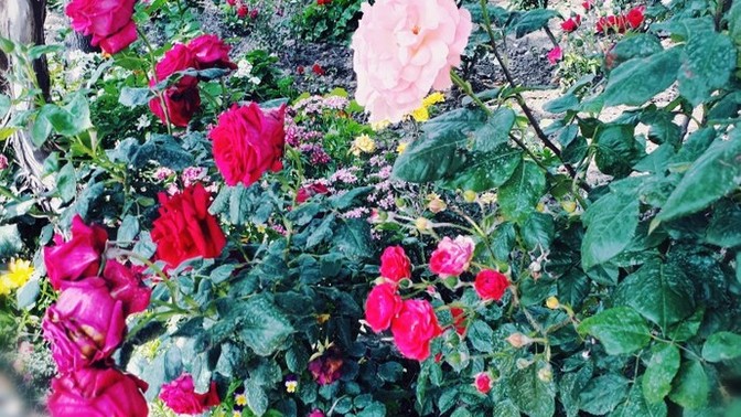 Manzaranda neler var🌺?