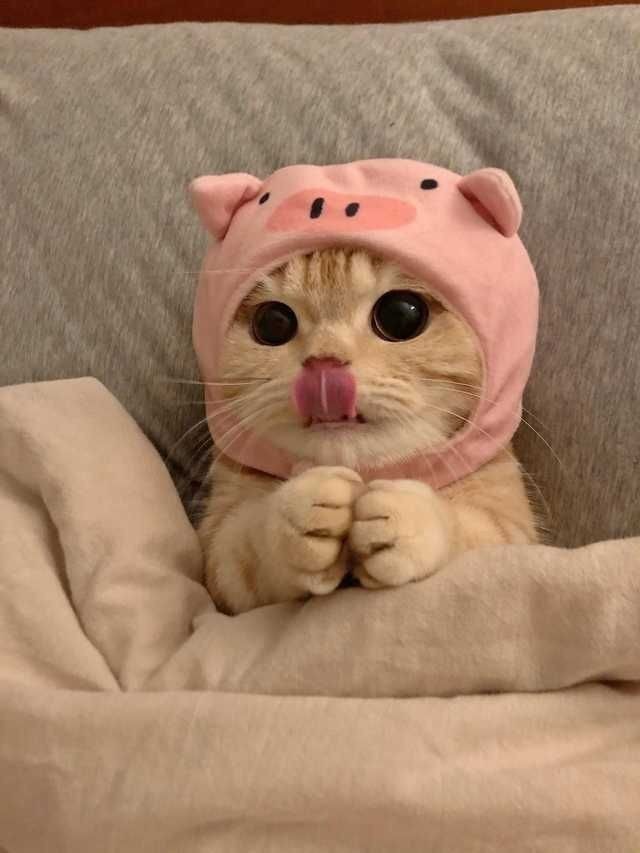 İnsan olmasaydın kedi olmak ister miydin?