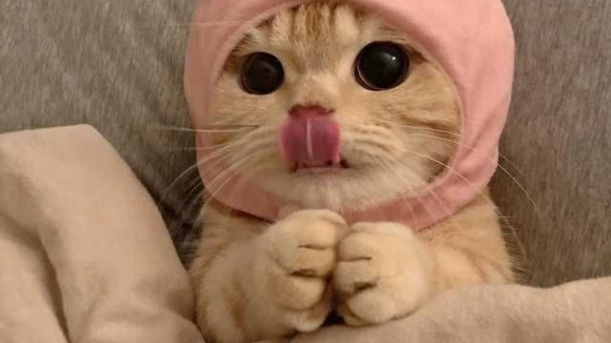 İnsan olmasaydın kedi olmak ister miydin?