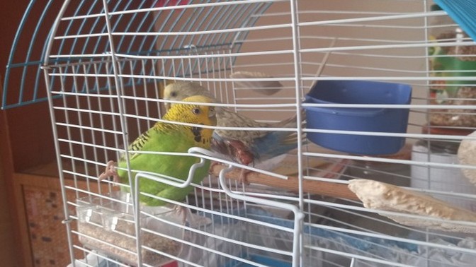 Kuşumun bacagı yara merhem sürdük ama sürekli oynayıp kapatıyo napmaliyız?